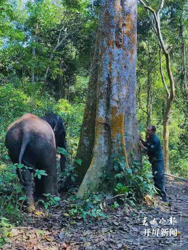 COP15春城之邀丨追象的人：给象宝宝打针像哄小孩，为追踪野象连续三天只睡3小时
