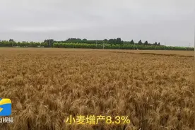 山东肥城：“减垄增地”促增收图片