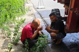 麦收侧记丨找拖车 麦客没有麦子可收的一天图片