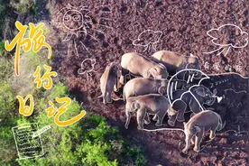 大象旅行日记⑬ |我没见过的热带雨林，我有点向往它图片