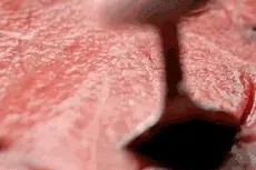 种瓜河南第一，吃瓜第一却是上海人图片