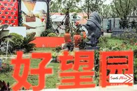 南非植物这么多，你认识几种？图片