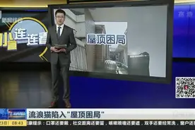 流浪猫陷入“屋顶困局”：神秘“爱心人士”楼顶养猫  凌晨猫叫让邻居不堪其扰视频封面