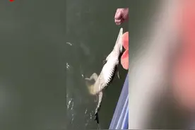 澳大利亚一渔夫钓到鳄鱼 用毛巾蒙上鳄鱼眼睛徒手解下鱼线图片