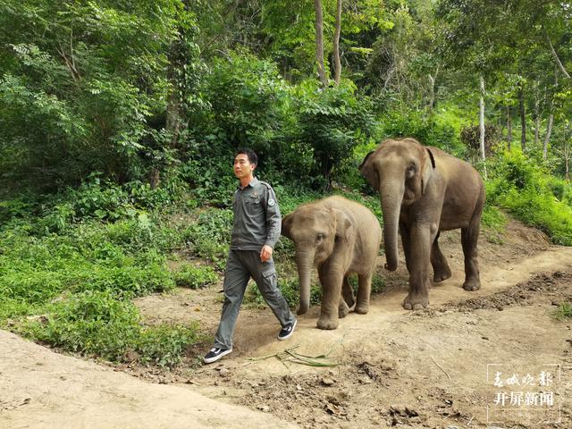 COP15春城之邀丨追象的人：给象宝宝打针像哄小孩，为追踪野象连续三天只睡3小时