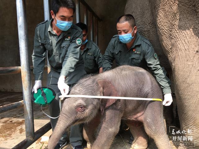 COP15春城之邀丨追象的人：给象宝宝打针像哄小孩，为追踪野象连续三天只睡3小时