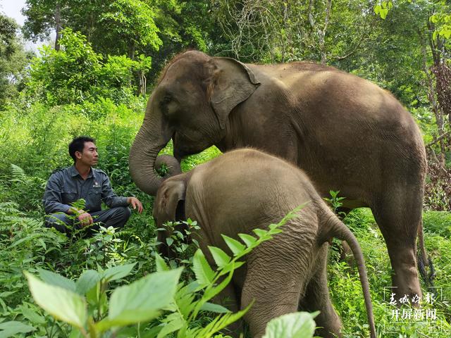 COP15春城之邀丨追象的人：给象宝宝打针像哄小孩，为追踪野象连续三天只睡3小时