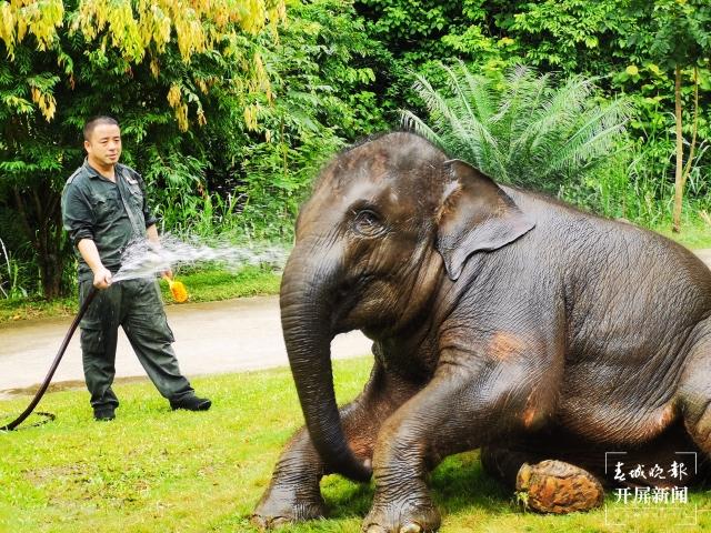 COP15春城之邀丨追象的人：给象宝宝打针像哄小孩，为追踪野象连续三天只睡3小时