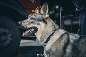“飓风”显威！云南37公斤警犬嗅出56.35公斤毒品图片