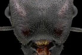 这居然是蚂蚁的脸？？我满脸问号图片