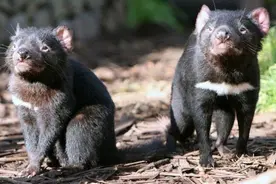 灾难！澳大利亚将“恶魔”物种引入一小岛，岛上企鹅遭“团灭”图片