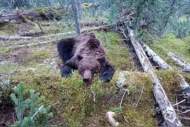 太惨！俄罗斯16岁游客遭野生棕熊袭击，被找到时已只剩“一半”图片