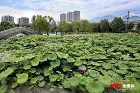 夏日荷开正娇艳图片