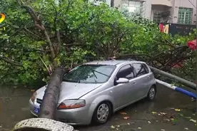 阳西程村：狂风暴雨致树木倒塌 消防人员紧急清障图片