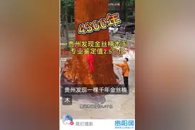 千年金丝楠木现身贵阳夜郎谷，游客吐槽：想看却不让看图片