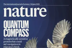 专访｜中外研究登上自然封面：这种蛋白让知更鸟能用地磁导航图片