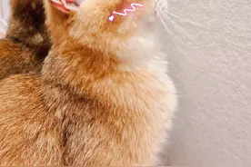 张艺兴晒出爱猫“萝卜”侧颜照 大眼有神被p超萌小表情图片