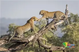 战况激烈！南非两只母猎豹为争夺地盘打架图片