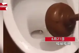 最害怕的事情发生了！福州一居民半夜上厕所，一条大黑蛇从马桶里探出头图片