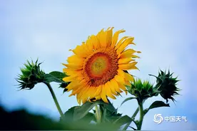 河南汝州向日葵阳光下竞相绽放 明媚鲜亮图片