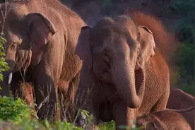 英媒：云南大象家族跋涉500公里北迁 全世界动物专家跌破眼镜没法解释图片