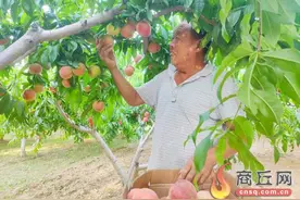 宁陵：鲜桃销路好 增收路子宽图片