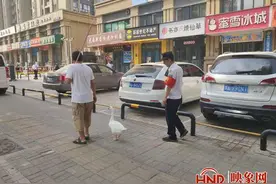 郑州六旬大爷把鹅当宠物养，出门鹅一路跟在主人身后，还会等红绿灯图片