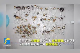 毒品蘑菇制成巧克力卖 烟台警方缴获新型毒品超8斤109人涉案图片