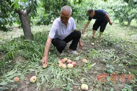 村民急等客商来！西安高新区九峰镇魏家庄百亩水蜜桃熟了图片