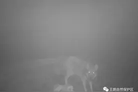 四川王朗保护区首次拍到狼，据说上次看到狼还是约30年前图片