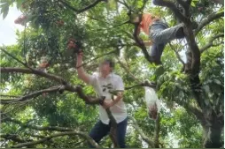 警告！多名珠海市民采摘荔枝从高处摔下图片
