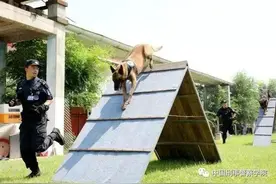 没选上“警犬”，中国刑警学院54只淘汰受训犬被出售图片