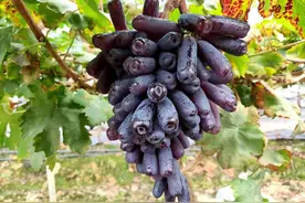 长得好奇怪！东莞这种葡萄你吃过吗？图片