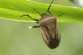 不可小看小小的臭屁虫图片