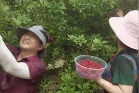 村委会当起“店小二”，线上线下联动带货让杨梅“出山”视频封面