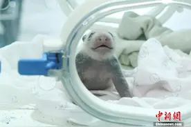 中国圈养大熊猫莽仔产双胞胎图片