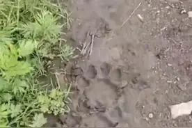 吉林蛟河疑现野生东北虎？村民称多头牛被咬死图片