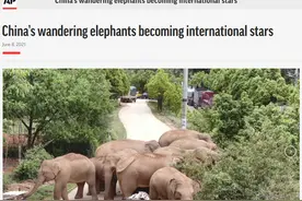 外国网友痴迷中国大象好多天了：从来不知道大象躺着睡觉，太可爱图片