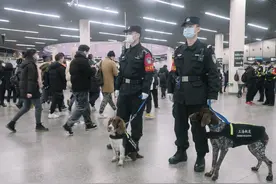 一条警犬的养成｜身边的动物图片