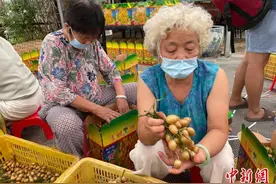 广州龙岗黄皮从直播间走向全国 帮助果农促销提收图片