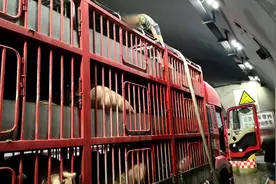 一车活猪嗷嗷叫 司机隧道内打开消防栓冲水给猪降温 交警：扣3分罚200元图片
