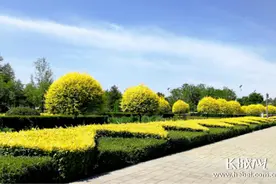 榆树产业国家创新联盟落户石家庄图片