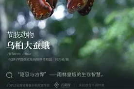 「云南生物多样性数字化百科图谱」节肢动物·乌桕大蚕蛾：“隐忍与凶悍”——雨林皇蛾的生存智慧图片