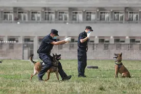 被淘汰的受训犬就是“落榜生”？带你揭秘何为“受训犬”图片