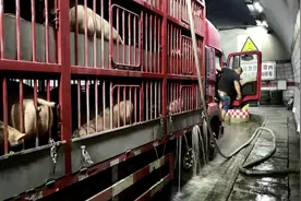 惊！车停隧道打开消防栓 竟是给“二师兄”冲水降温图片