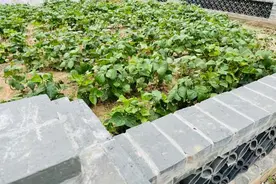 宅基地还耕土地变成菜园？崇明这个村探索管理新模式图片