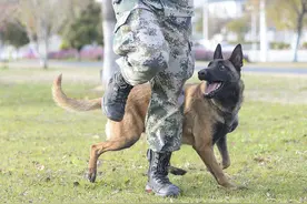 警犬淘汰退役了咋安排？除竞售外，还可赠予、领养、基地养老图片