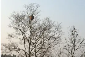 少年乡间趣事：捅马蜂窝图片