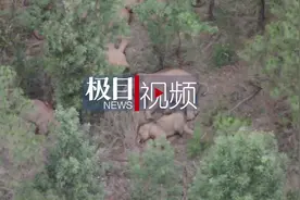 象群南行速度加快，独象离群44公里，专家称回群的可能性越来越小图片