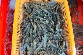 上周买180元，今天买只要80元！一年里吃它最便宜的时候到了图片